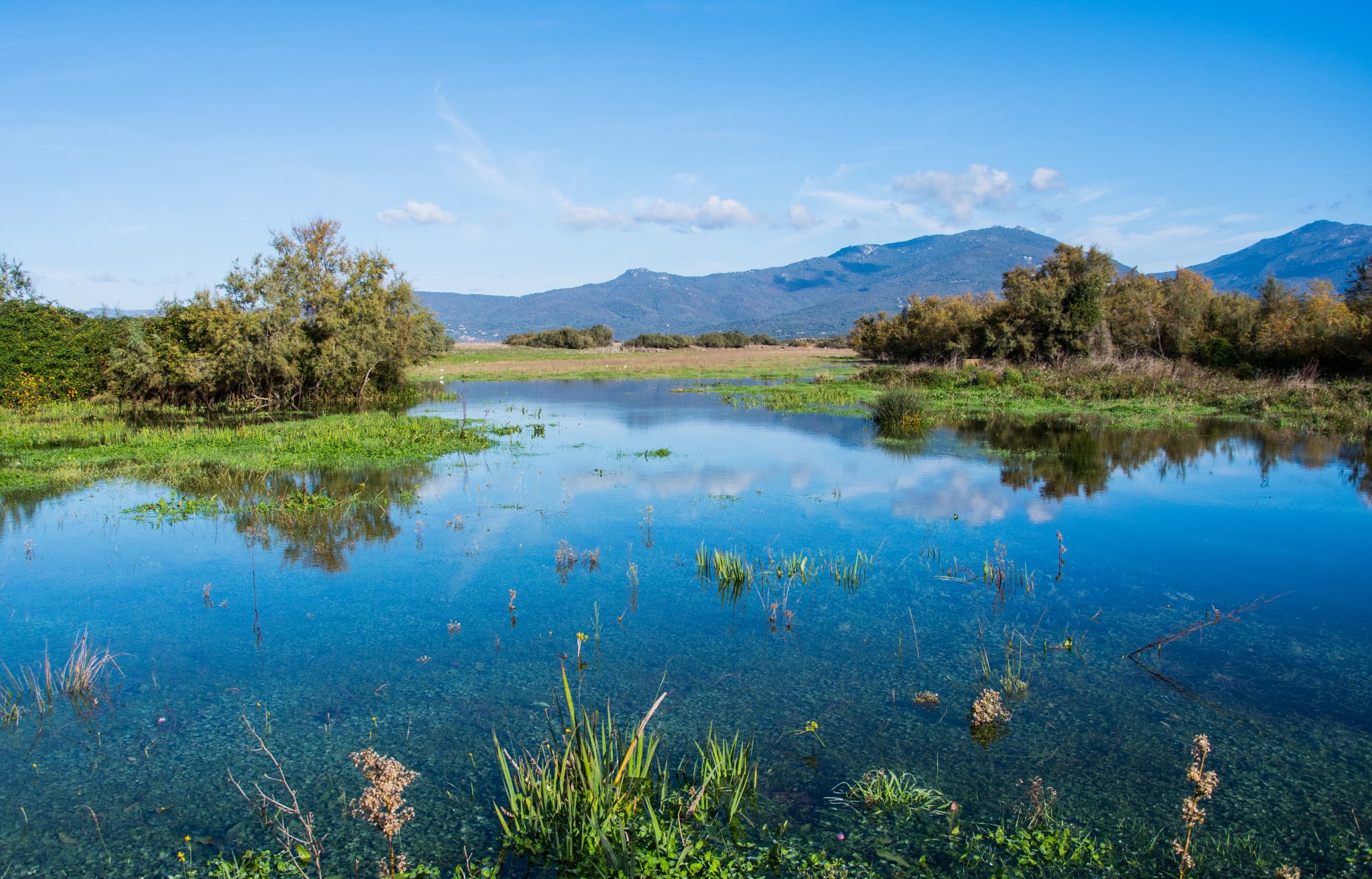 Au printemps à Proprianoen corse