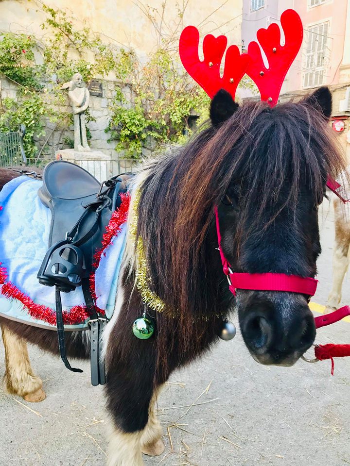 Marché Noël poney. Tradition corse