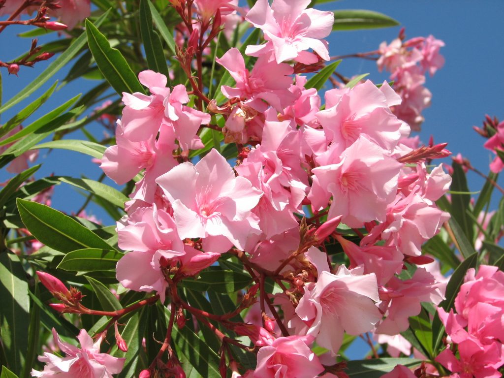 Lauriers. Nature, printemps en corse