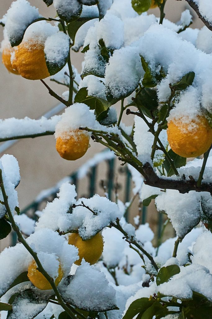 En hiver. Propriano sous la neige corse